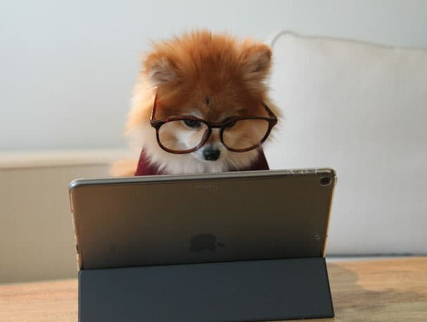 hund sitter vid dator